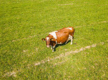 Cow on grassy field