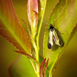 Close-up of butterfly on flower