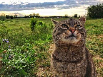 Portrait of a cat on field