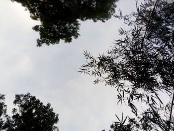 Low angle view of tree against sky