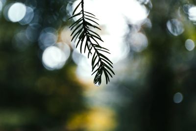 Close-up of tree branch