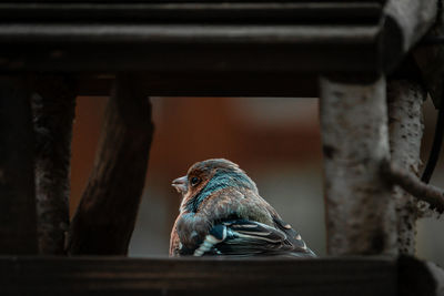 Low angle view of bird perching on wood