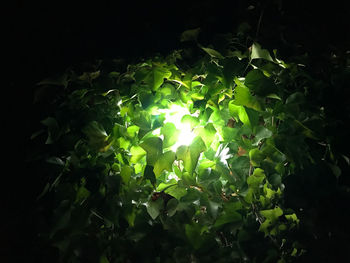 Close-up of plants at night