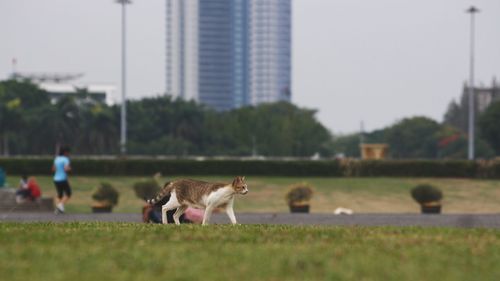 View of a dog on field