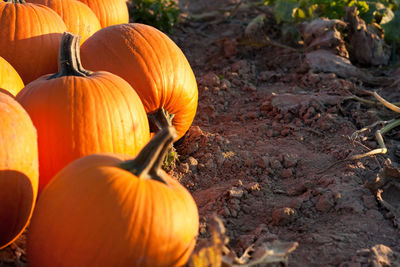 Close-up of pumpkins on field during autumn