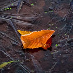 Close-up of leaves on wood