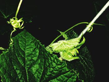 Close-up of leaves