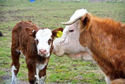 Portrait of cow on field