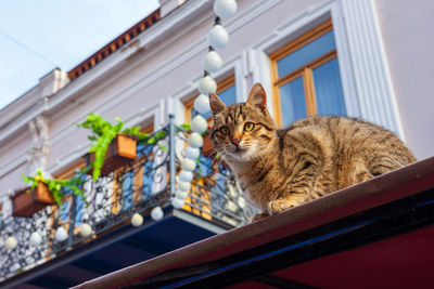 Close-up of cat against sky