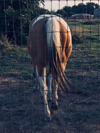 View of horse on field