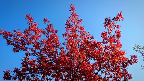 Low angle view of autumn tree against clear blue sky