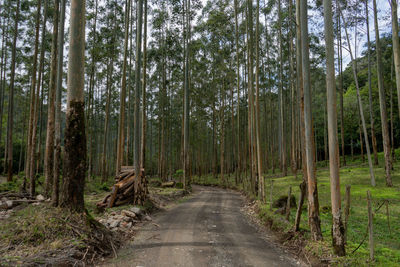 Trees in forest