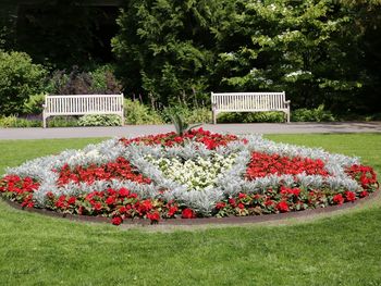 Red flower plants in garden