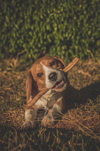 Close-up of dog sitting on field