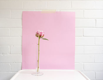 Close-up of pink flower vase against wall