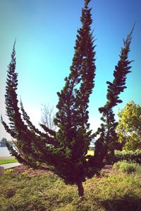 Low angle view of trees against clear blue sky