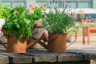 Various herbs in rusty metal pots and can standing on wooden table outdoors - gardening decoration