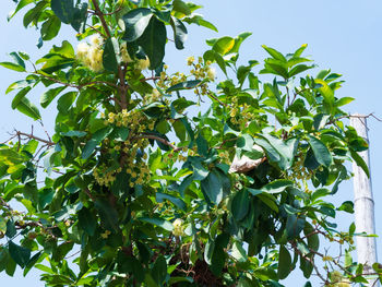 Low angle view of tree against sky