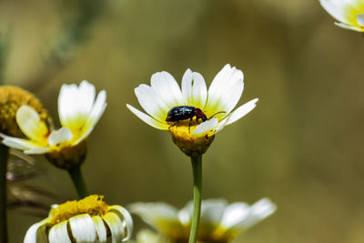 Close-up of bee pollinating on flower