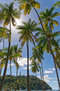 Low angle view of coconut palm trees against sky