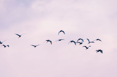 Low angle view of birds flying in sky