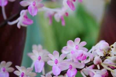 Close-up of pink flowering plants