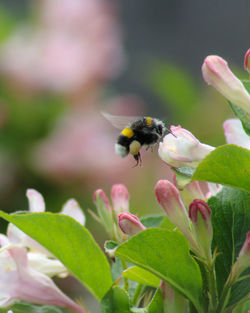 Close-up of bumble bee pollinating on flower