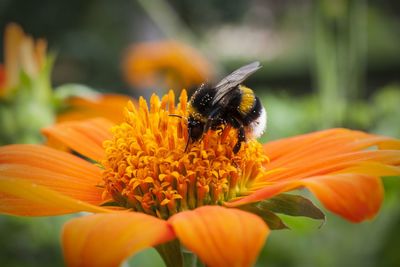 Close-up of bee pollinating on yellow flower