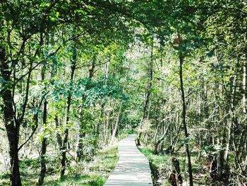 View of bamboo trees