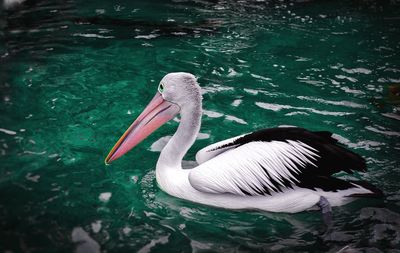 Swan swimming in lake