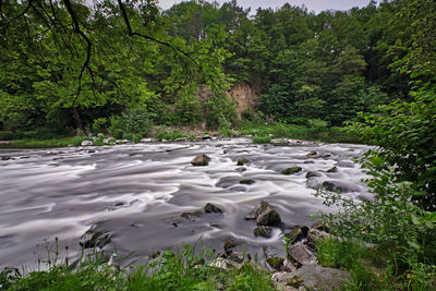 Scenic view of river flowing in forest