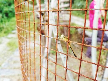 Close-up of insect in cage