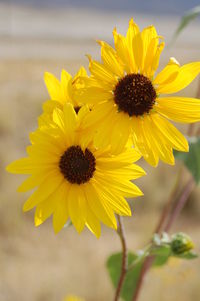 Close-up of yellow flower