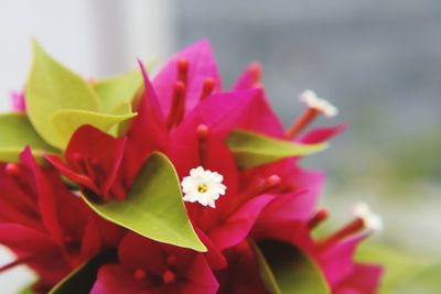 Close-up of pink flowering plant