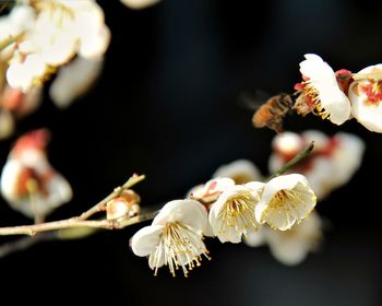 Close-up of white flowers blooming on branch