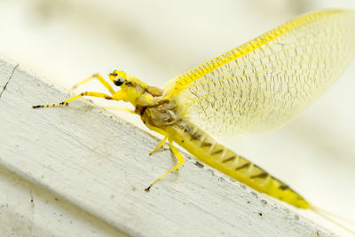 Close-up of insect