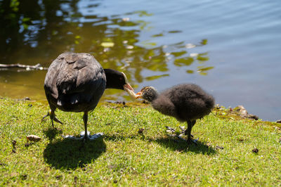 High angle view of coot with chick feeding on lakeshore