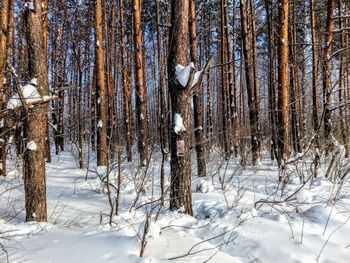 Bare trees in forest during winter