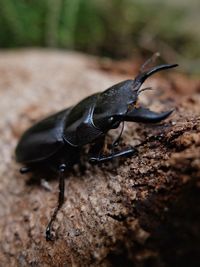 Close-up of insect