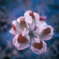 Close-up of white rose flower