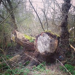 Old tree in forest