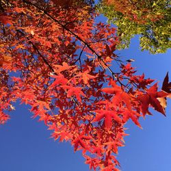 Low angle view of maple tree against clear sky