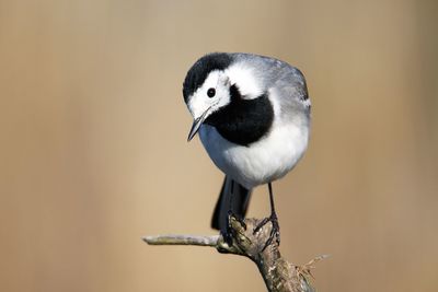 Close-up of bird perching on branch