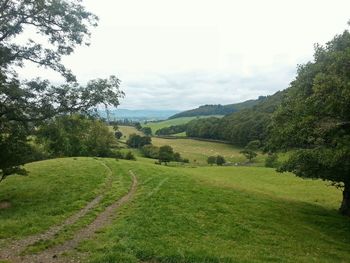 Scenic view of grassy field against sky