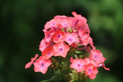 Close-up of pink flowers blooming outdoors