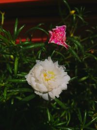 Close-up of flower blooming outdoors