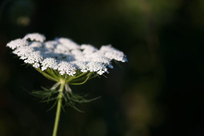 Close-up of frozen plant