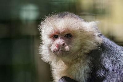 Portrait of a monkey