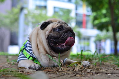 Close-up of a dog