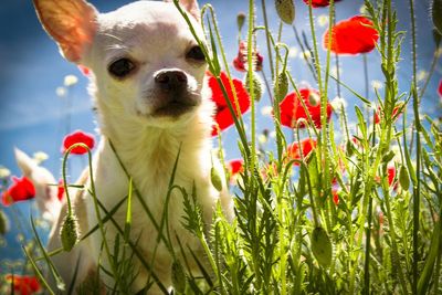 Close-up of a dog